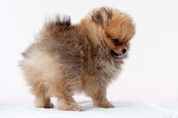 Cachorro de pomerania sable peludo se encuentra en el lado derecho, oso Boo, mira hacia otro lado sobre un fondo blanco.