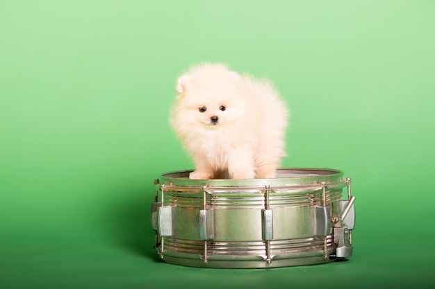 Cachorro Pomerania sobre un fondo verde