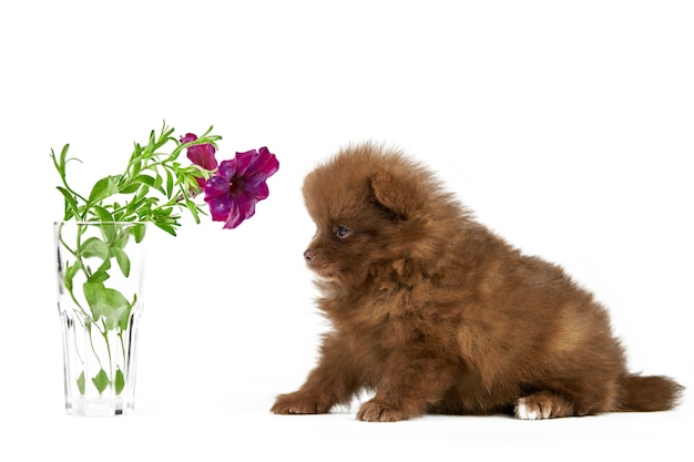 Cachorro de Pomerania Spitz aislado con flor. Lindo perro pomerania marrón sobre fondo blanco. Raza pura raza Spitz, perro pom divertido para toda la familia.