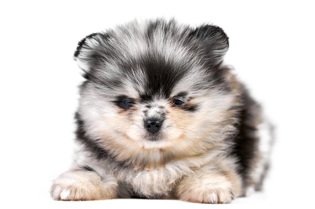 Cachorro de Pomerania Spitz aislado. Lindo perro pomerania blanco y negro gris sobre blanco