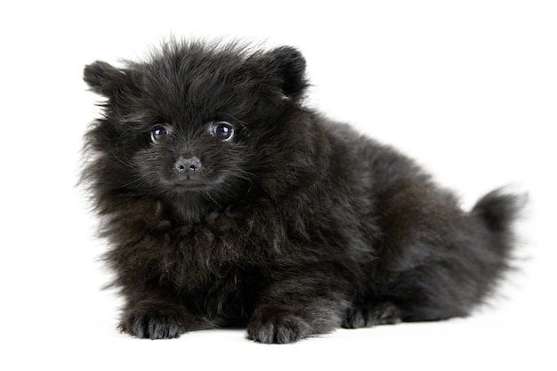 Cachorro de Pomerania Spitz, aislado. Lindo pomerania negro