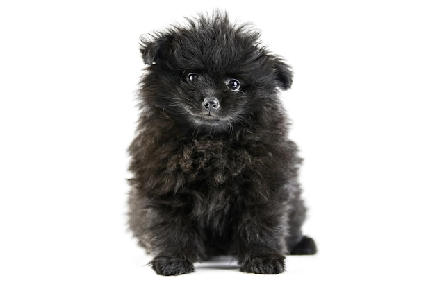 Cachorro de Pomerania Spitz, aislado. Lindo pomerania negro