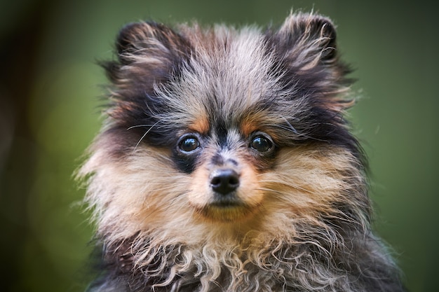 Cachorro de Pomerania Spitz en jardín, retrato de cara de cerca. Lindo perro pomerania a pie.
