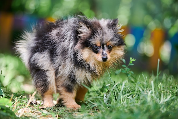 Cachorro de Pomerania Spitz en un jardín.