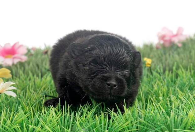 Cachorro Pomerania