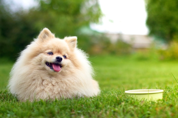 Cachorro Pomeranian Spitz deitado na grama