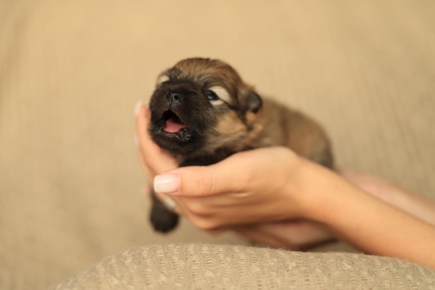 Cachorro pomeranian spitz de dos semanas de edad bosteza