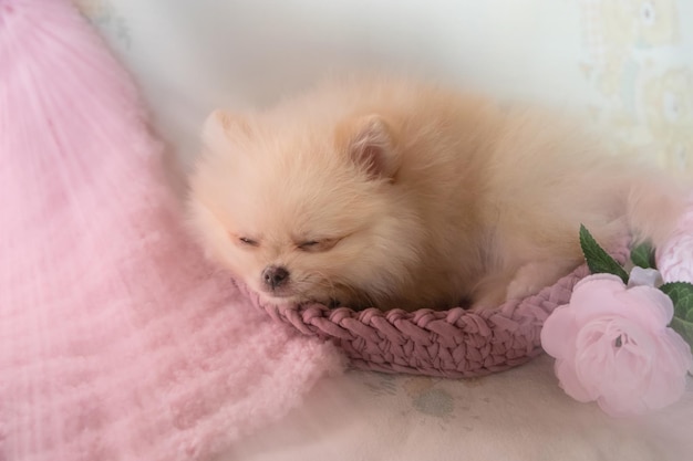 Un cachorro pomeraniano muy pequeño duerme en una cama para perros bajo los rayos del sol