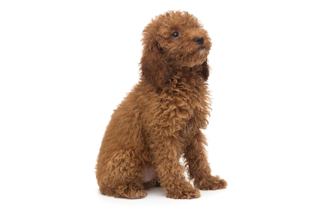 Cachorro poodle cor chocolate