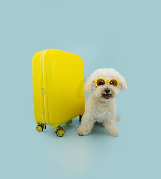 Foto cachorro poodle feliz saindo de férias ao lado de uma mala amarela e usando óculos escuros isolado em fundo azul pastel