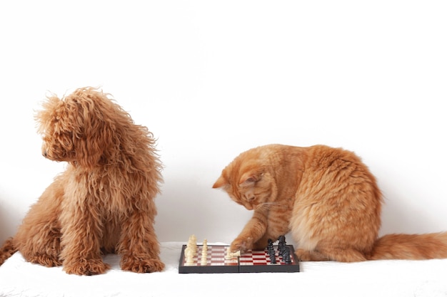Cachorro poodle miniatura vermelho marrom e um gato vermelho estão sentados ao lado do tabuleiro de xadrez, o poodle virado de costas, o gato toca a figura com a pata.