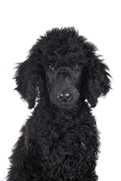 cachorro poodle preto padrão na frente de fundo branco