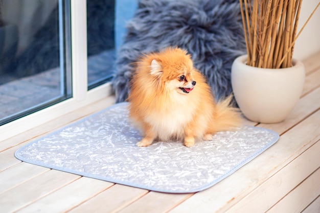 Cachorro Porotsy Spitz senta-se em uma fralda reutilizável para o banheiro