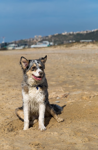 Cachorro posando na areia