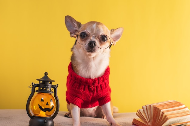 Cachorro posando para o Halloween em um fundo amarelo. Maquete com parafernália para o Dia de Todos os Santos