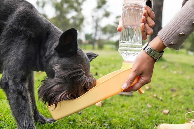 Cachorro preto bebendo água de garrafa cansada no parque