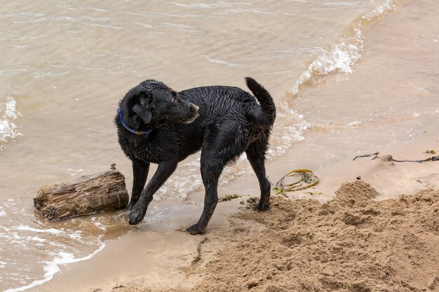 Cachorro preto brincando com um tronco