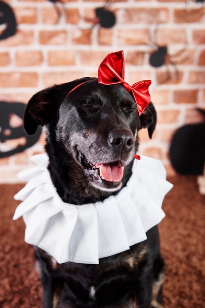 Cachorro preto com fantasia de halloween