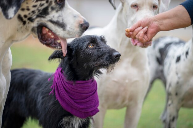 Cachorro preto com seus amigos