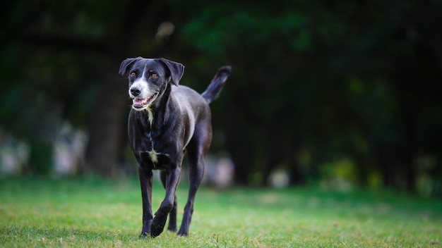 Cachorro preto correndo no parque preto