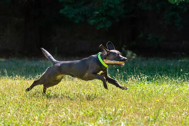 Foto cachorro preto de pêlo liso corre com uma vara nos dentes na grama verde, dia ensolarado