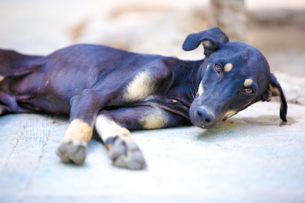 Cachorro preto dormindo no chão