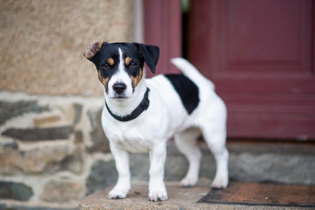 Cachorro preto e branco raça Jack Russell na porta da casa foto natural