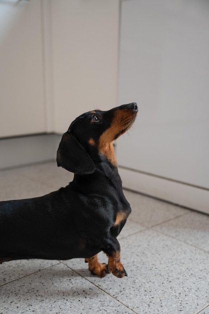 Cachorro preto e marrom, teckel olha em uma direção