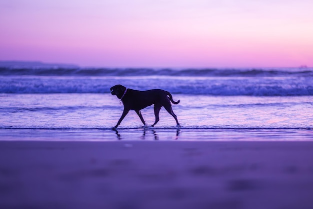 Cachorro preto está andando na água