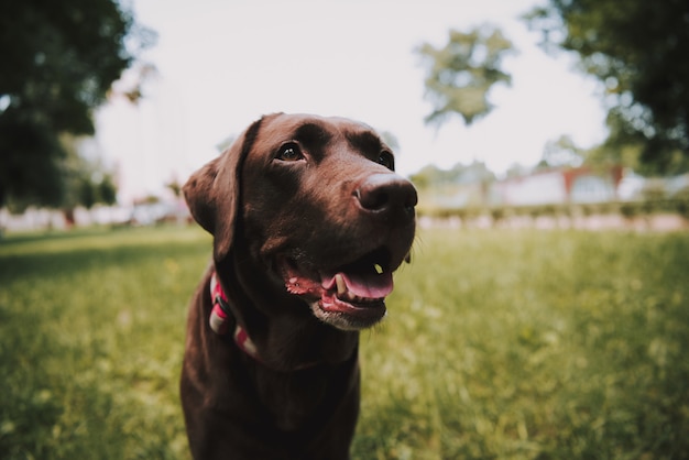 Cachorro preto está posando no parque verde de verão