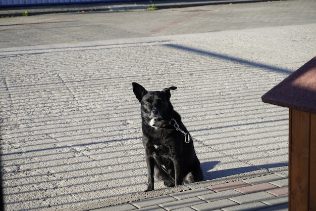 Cachorro preto fofo acorrentado