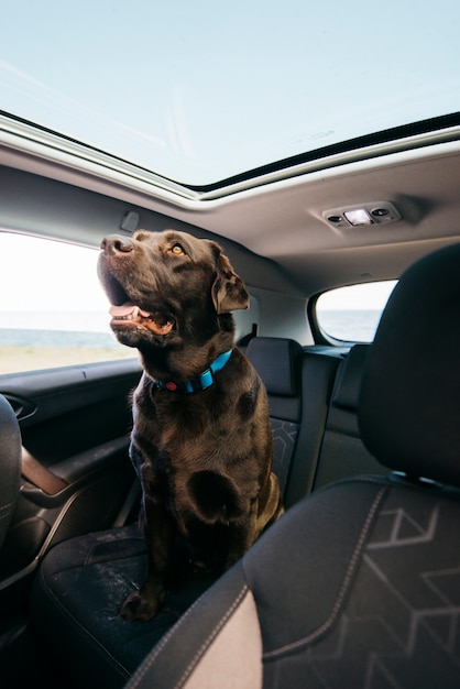 Cachorro preto grande no carro