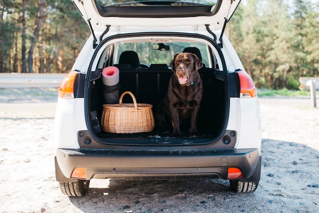 Foto cachorro preto grande no carro