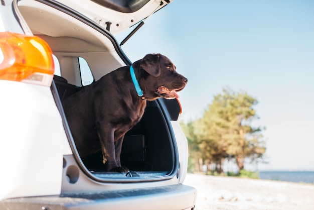 Foto cachorro preto grande no carro