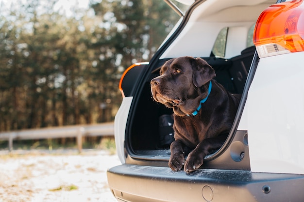 Cachorro preto grande no carro