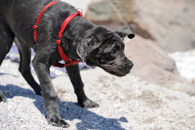 Cachorro preto jovem e triste em close-up em uma praia