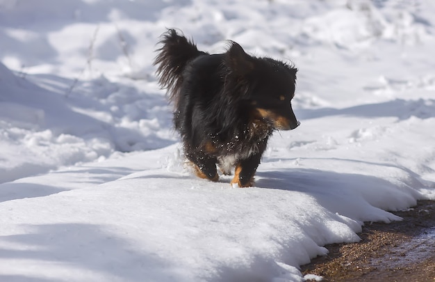 Cachorro preto jovem, mestiço, ativo caminhando ao ar livre na neve no inverno
