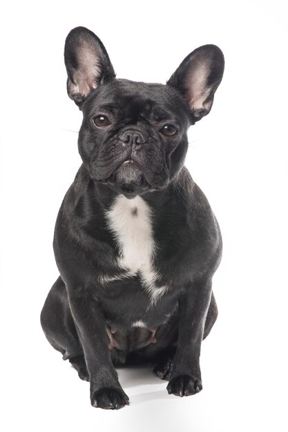 Foto cachorro preto sentado contra fundo branco