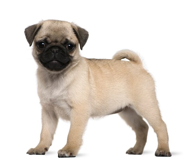 Cachorro Pug, 3 meses de edad, de pie delante de la pared blanca