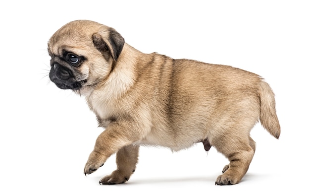 Cachorro Pug caminando, aislado en blanco