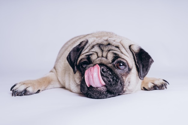 Cachorro de pug divertido sobre fondo blanco