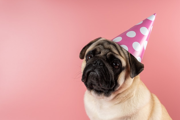 Cachorro pug engraçado usando chapéu de feliz aniversário rosa