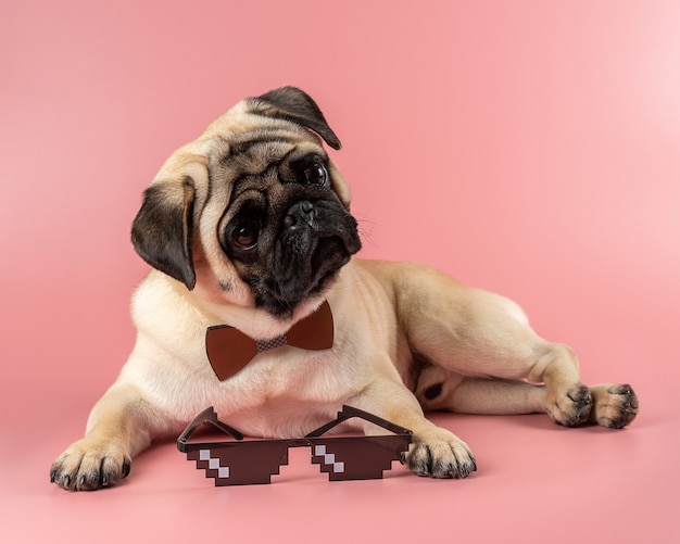 Cachorro pug fofo com óculos pixel rosa