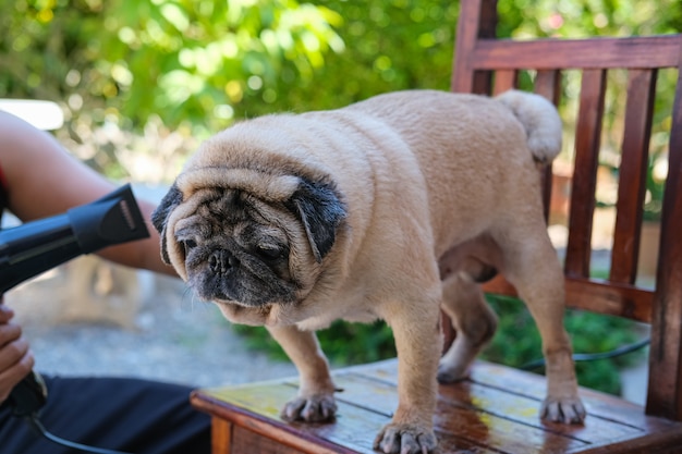 Cachorro pug fofo não fica feliz durante o banho