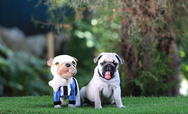 Cachorro Pug jugando con un juguete