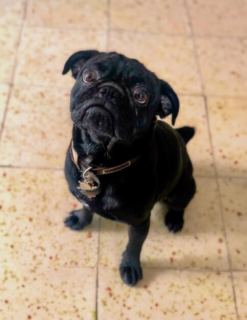 Foto cachorro pug negro