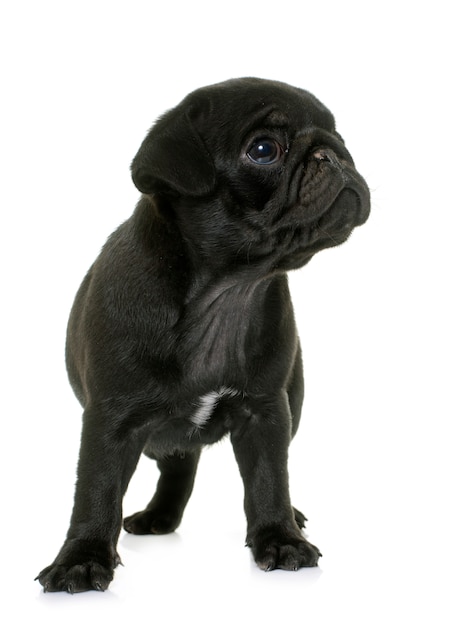 cachorro pug negro