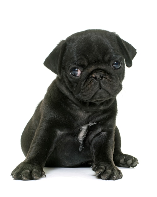 cachorro pug negro