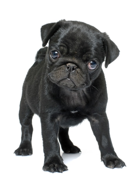 cachorro pug negro