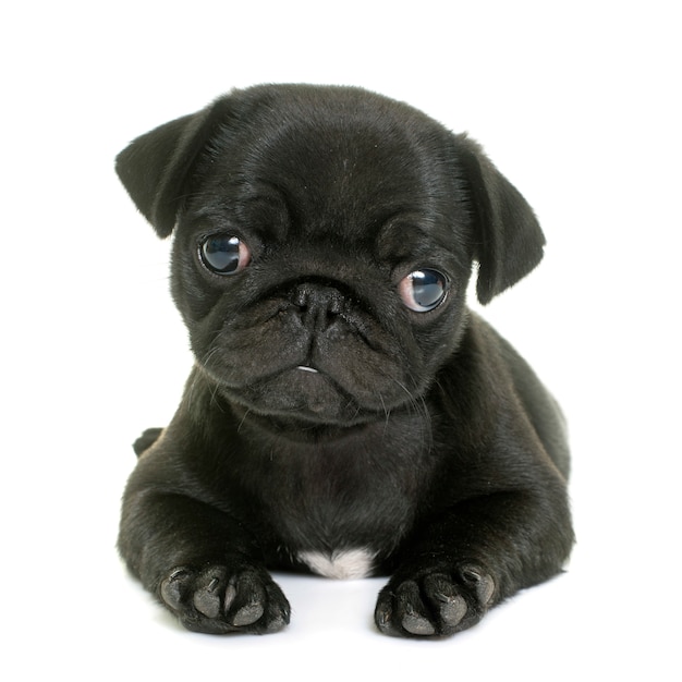 cachorro pug negro